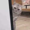 Kitty cat 24