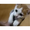 Cats Compilation 20