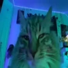 Kittens 25
