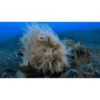 Shaggy frogfish collection 26