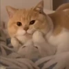 kittysnewpack 15