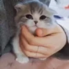 kittysnewpack 16