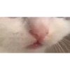 My favorite cats 23