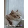 Kitty cat 26