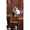 Cats Compilation 21