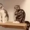 kittysnewpack 17