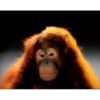Monkey 24