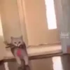 kittysnewpack 18