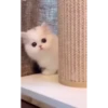 Cats Compilation 22