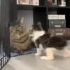 Kitty cat 27