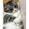 Kitten 24