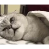 Kitty cat 28