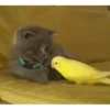 Kitten 25