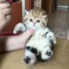 Cats Compilation 23