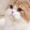 Cats Compilation 24