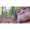 Monkey 25