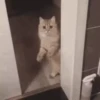 Kitty cat 29