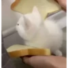 Kitten 26
