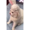 Kitten 27