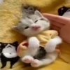 My favorite cats 25