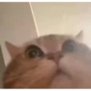 Kitten 28
