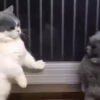 kittysnewpack 19