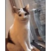 Kitty cat 30