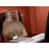 Monkey 27