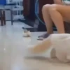 Kittens 27