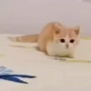 kittysnewpack 20