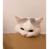 Cats Compilation 26