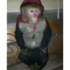 Monos cool @elvalledelassombras :: @fStikBot 26