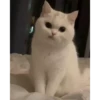 cat unic mass 26