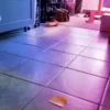 kittysnewpack 22