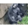 Monkey 28
