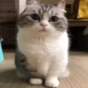 VideoKomaru2 26