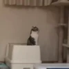 VideoKomaru2 27