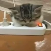@sherstperep CATs 1.0 14
