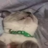 Kittens 28