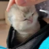 Kitten 30