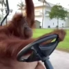 Animals 30