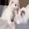 Kittens 29