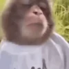 Monkey 30