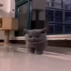 Kittens 30