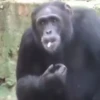 cute monkeys 6