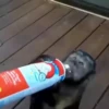 cute monkeys 7