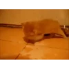 Cats 7