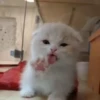 kitty'їs 5
