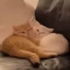 kitty'їs 6
