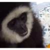 Monos cool @elvalledelassombras :: @fStikBot 9